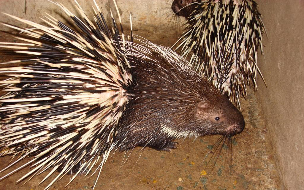 Mơ Thấy Nhím là điềm gì? Ý nghĩa tổng quan